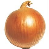 国華園　玉ねぎ苗　旨玉グルメ　100本