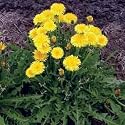 Dandelion - 10000 Seeds