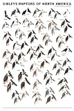 Sibley's Raptors of North America