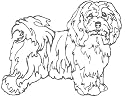Dog Rubber Stamp - Havanese - 1E