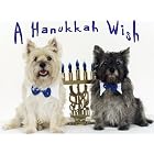 Pet Star Hanukkah Cards - Cairn Terrier with Menorah by  Pet Star Photography