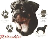 Rottweiler Adult T-Shirt