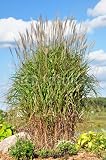 Wallmonkeys Peel and Stick Wall Decals - Ornamental Flame Grass (miscanthus Sinensis Purpurascens) - Removable Graphic