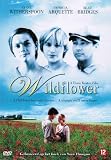 Wildflower ( Wild flower )