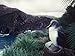 Gray-headed Albatross in Nest on a Rugged Cliff on South Georgia Island Photographic ...