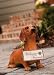 Dachshund statuary