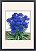 Framed Prints of Cornflower (Dwarf) Jubilee Gem, Centaurea Cyanus from Mary Evans