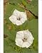 Photographic Prints of CAN-2902 Jimson Weed Flowers - also called sacred datura from Ardea Wildlife Pets