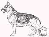 Dog Rubber Stamp - German Shepherd - 1F