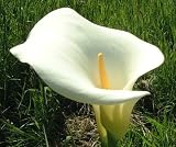 ARUM LILY Water pond plant aquatic very large flowers