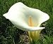 ARUM LILY Water pond plant aquatic very large flowers