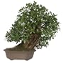 Brussel's Green Island Ficus Specimen Tree