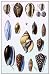 Art Poster, Shells: Convoltae and Orthocerata - 18.75 x 27.5
