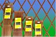 trellis wooden