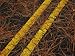 Long Leaf Pine Needles Littering a Park Road Photographic Poster Print by Raymond Gehman, 40x30