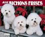 Just Bichon Frise
