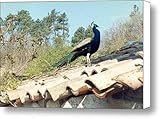 IMAGE OF Peacock on the Roof of French Farmhouse Canvas Print / Canvas Art - Artist Christopher Kirby