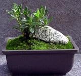 Chinsei Azalea True Bonsai + Live Moss - Indoors or Out