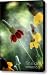 Prairie Coneflower Canvas Print / Canvas Art - Artist Saija Lehtonen