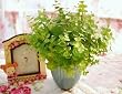 Artifical Flora Eucalyptus Leaves Bush - Plant 4pcs