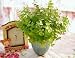Artifical Flora Eucalyptus Leaves Bush - Plant 4pcs
