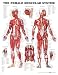 The Female Muscular System Anatomical Chart