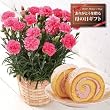 【送料無料!遅れてもうれしい母の日ギフト】カーネーション5号鉢と苺ロールケーキのセット(花色おまかせ)