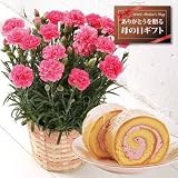 【送料無料!遅れてもうれしい母の日ギフト】カーネーション5号鉢と苺ロールケーキのセット(花色おまかせ)