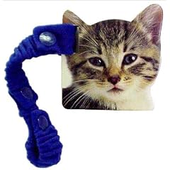 Kitten