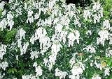 Eigenschaften tropical.garden  / Lavendelheide, amerikanisch - Pieris floribunda 30K