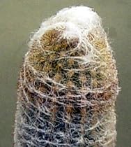 Andes Old Man Cactus
