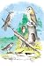 Art Poster, American Lanier Falcon (Prairie Hawk) - 18.75 x 27.5