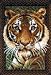 Wonderart 27x40 Latch Hook Kit: Tiger