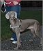 Kitchen & Housewares : Easy Walk Harness & Reflective Leash - 1/2 in. - Black - Small