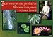 Postcards - Eastern Peace - 50pk