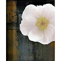 White Peony on Dark Abstract - 16 x 20"