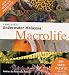 A Divers Guide to Underwater Malaysia Macrolife