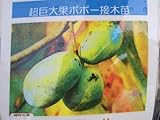 超大実ポポー 苗 ミッチェル 3年生 接ぎ木 大苗 果樹苗木 果樹苗