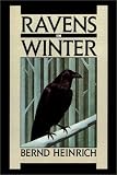 Ravens in Winter