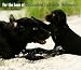 labrador31 - Labrador Retrievers Chocolate For the Love of 2010