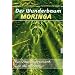Der Wunderbaum Moringa: Ein Vitamingeschenk von Mutter Natur