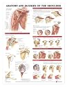 Anatomy & Injuries Of The Shoulder Flex Anatomical Chart Laminated