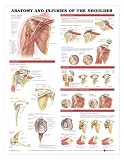 Anatomy & Injuries Of The Shoulder Flex Anatomical Chart Laminated