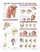 Search : Anatomy & Injuries Of The Shoulder Flex Anatomical Chart Laminated