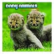 Baby Animals 2013 Wall Calendar