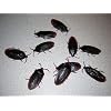 12- Fake Roaches Prank Novelty Cockroach Bugs Look Real