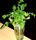ハーブの水耕栽培　窓際族（窓辺でルッコラ） セブン