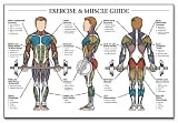 Fitnus Chart Series - Exercise & Muscle Guide (Male) - 24 in x 36 in - Shipping Included