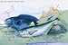 Art Poster, Blackfish and Pilas Fish - 27.5 x 18.75