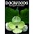 Dogwoods